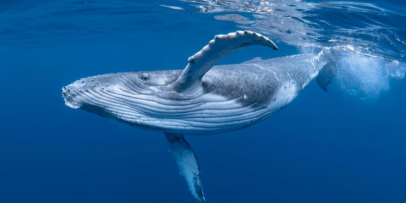 Dove si può vedere il passaggio delle balene