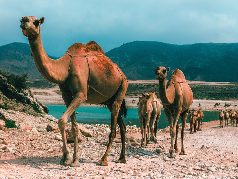 Nuovo volo per l’Oman: decolla il Roma-Muscat